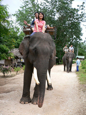 Elephant Camel Rides